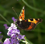 papillon