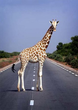 girafe