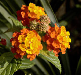 lantana